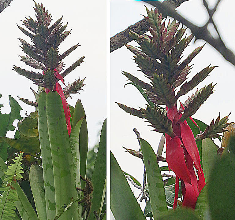 Aechmea tessmannii