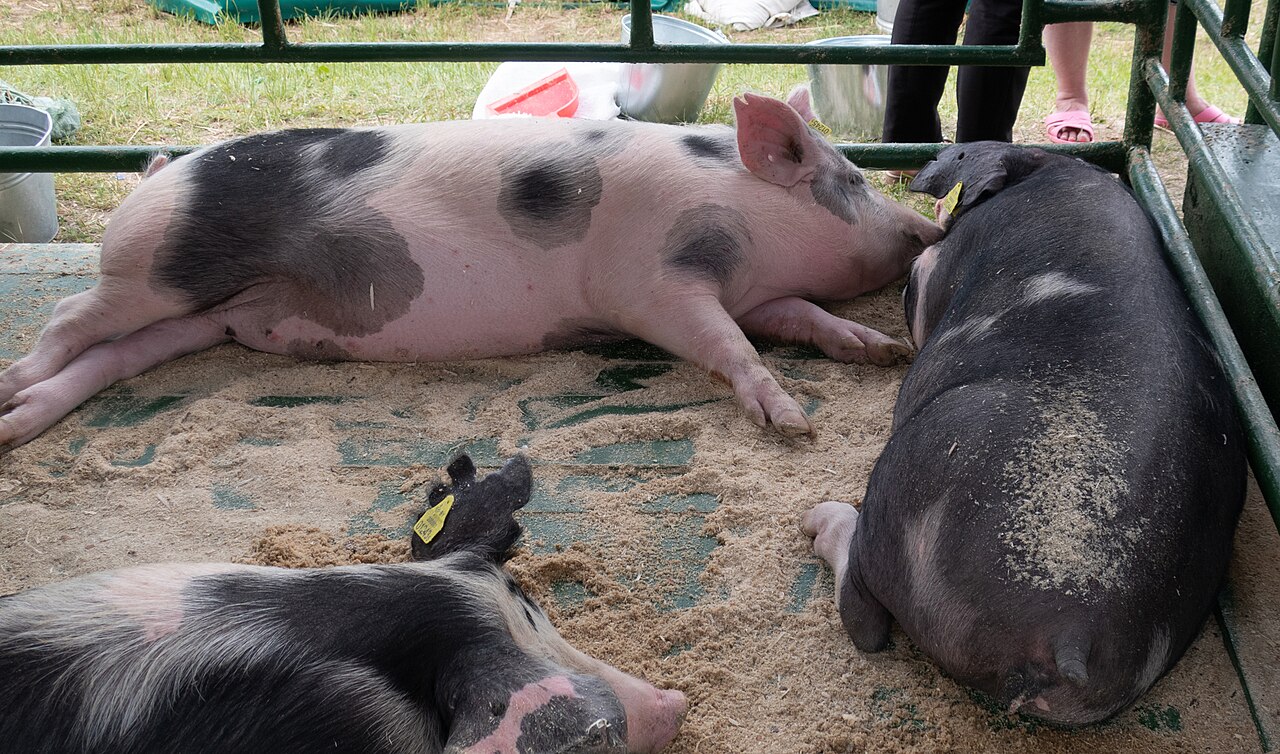 Belarus Black Pied
