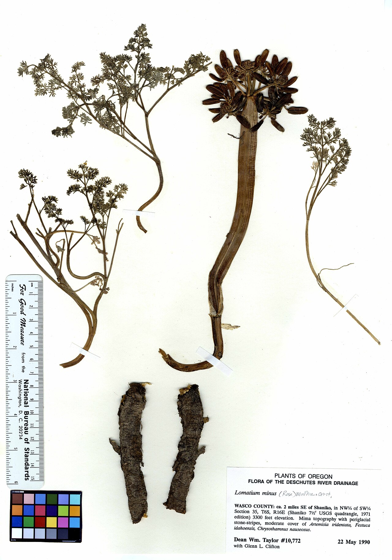Lomatium minus