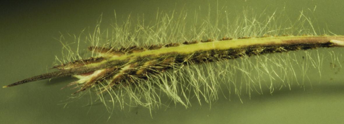 Bouteloua hirsuta