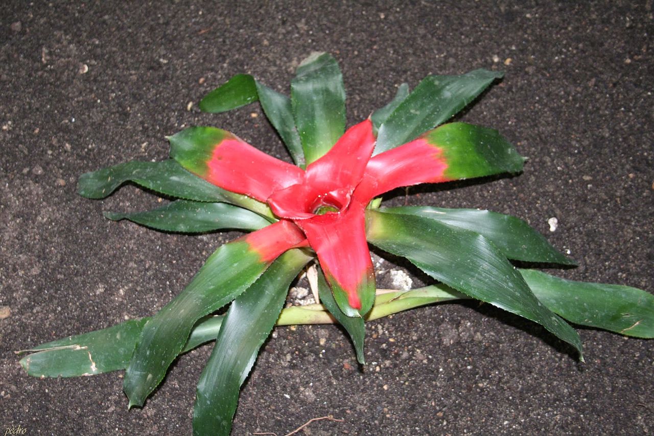 Aechmea serrata