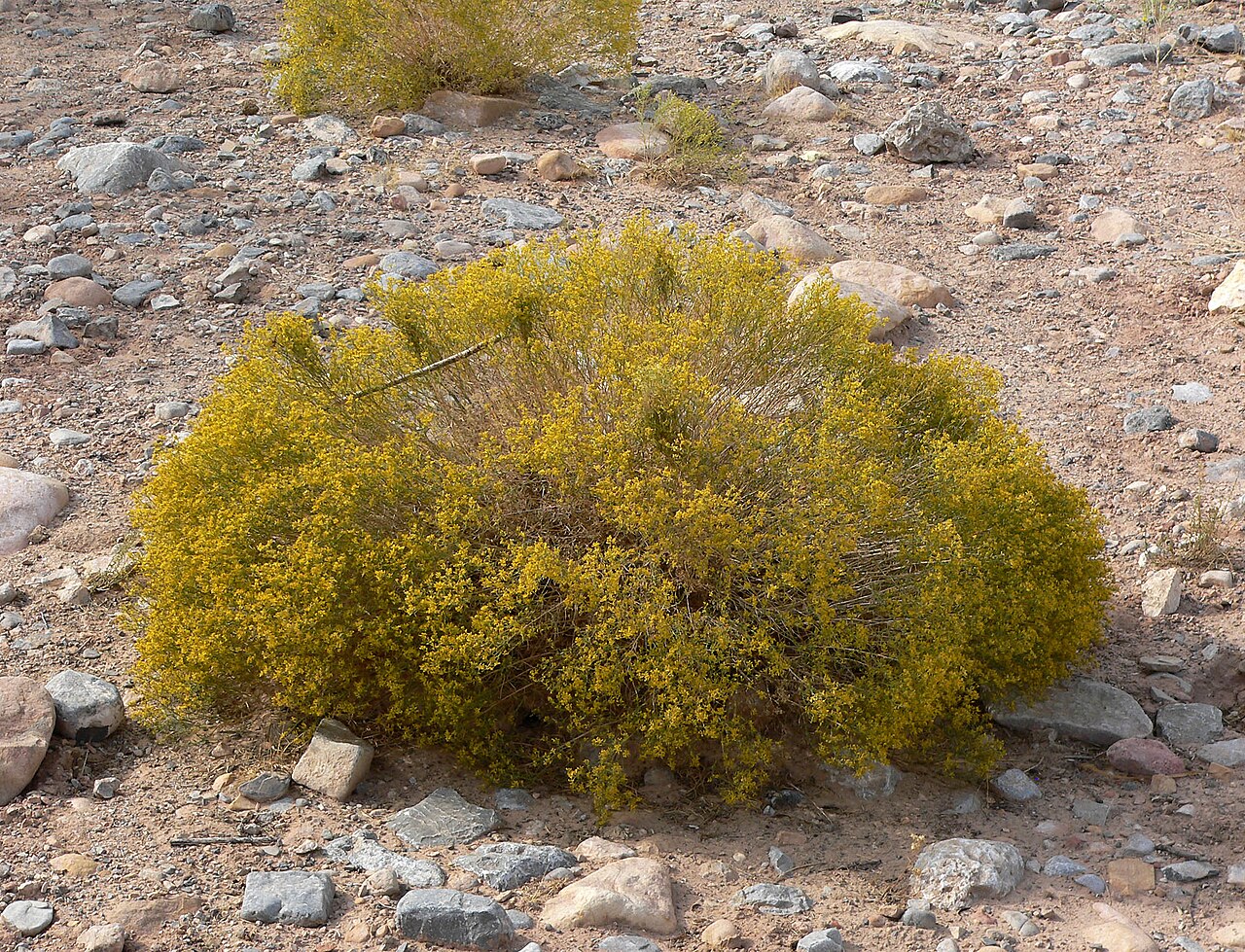 Gutierrezia microcephala