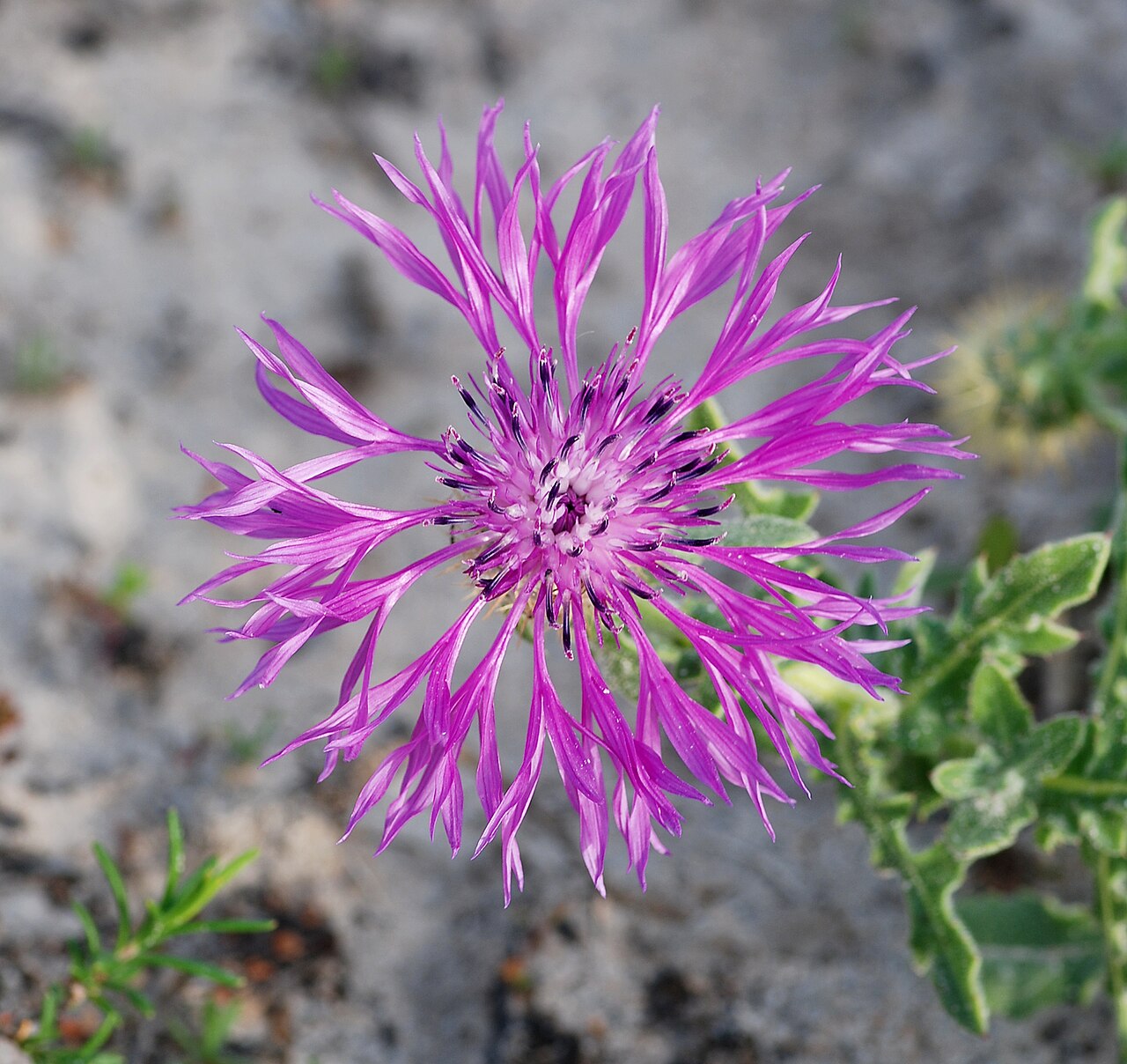 Centaurea sphaerocephala