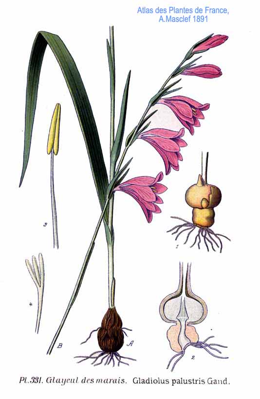 Gladiolus palustris