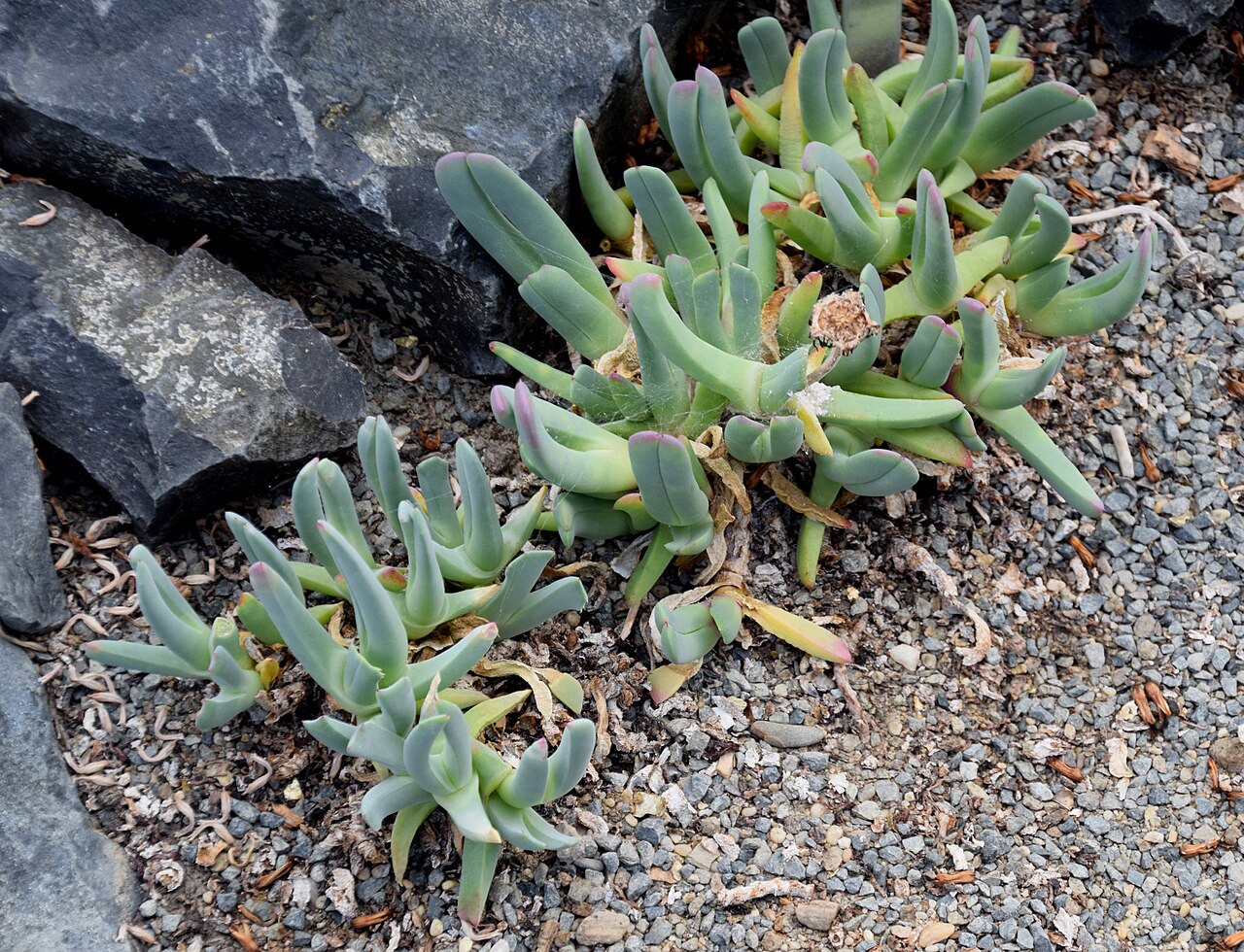 Cheiridopsis robusta
