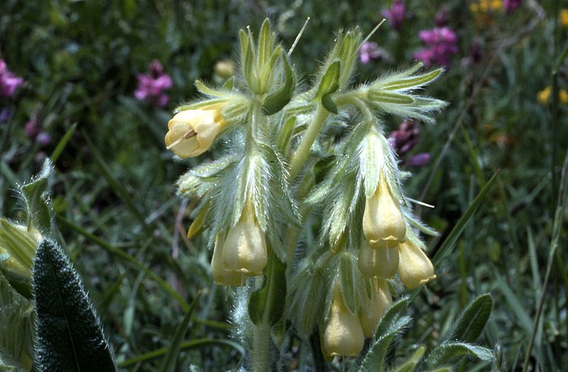 Onosma echioides