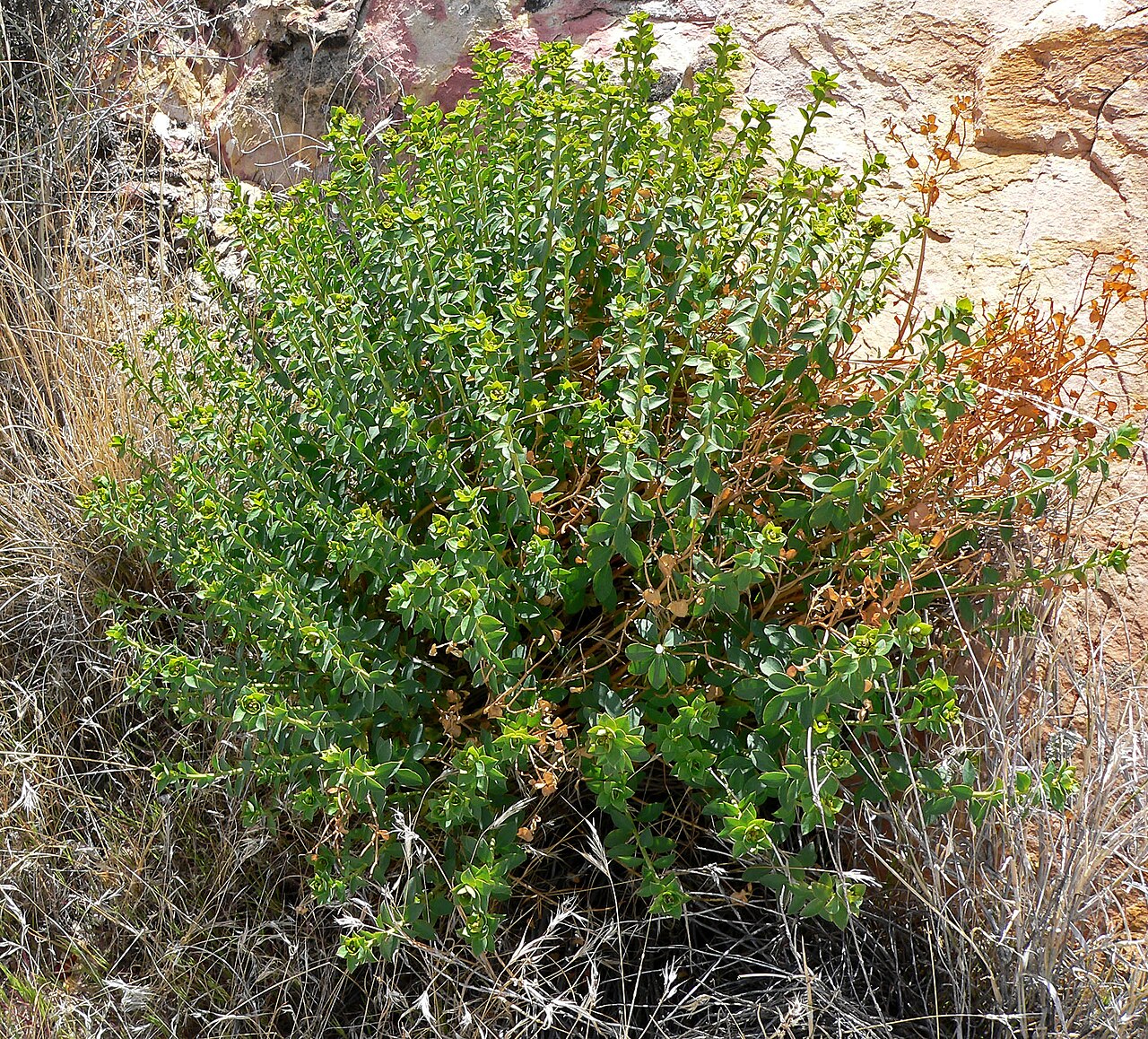 Euphorbia schizoloba