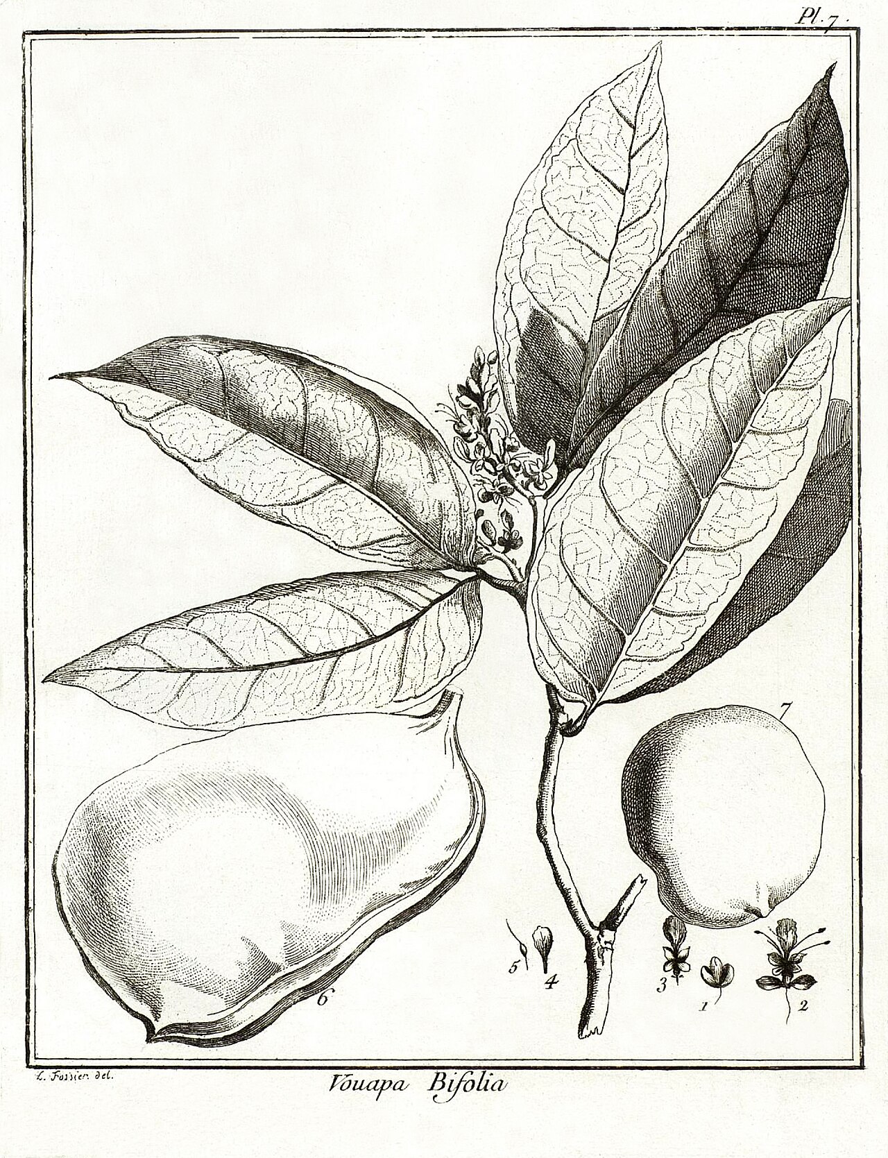 Macrolobium bifolium
