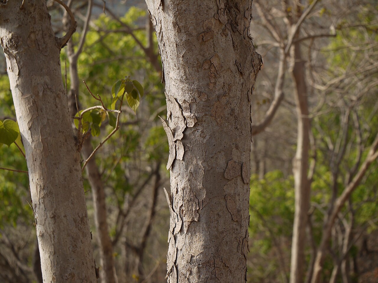 Mallotus polycarpus