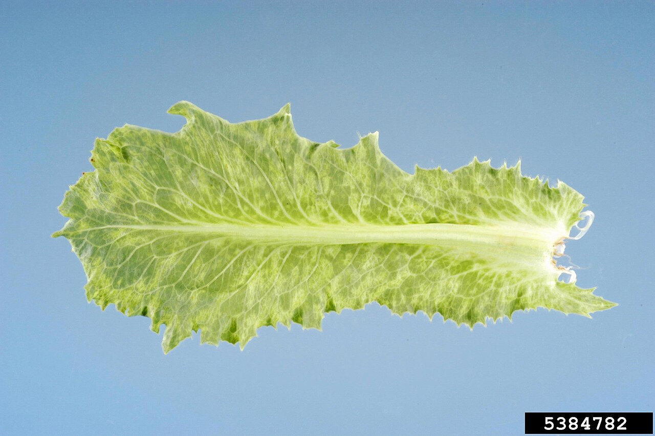 Bidens mottle virus