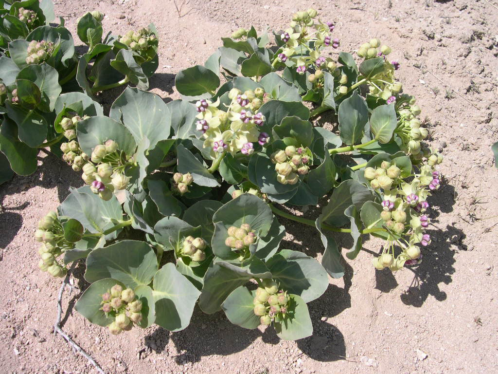 Asclepias cryptoceras