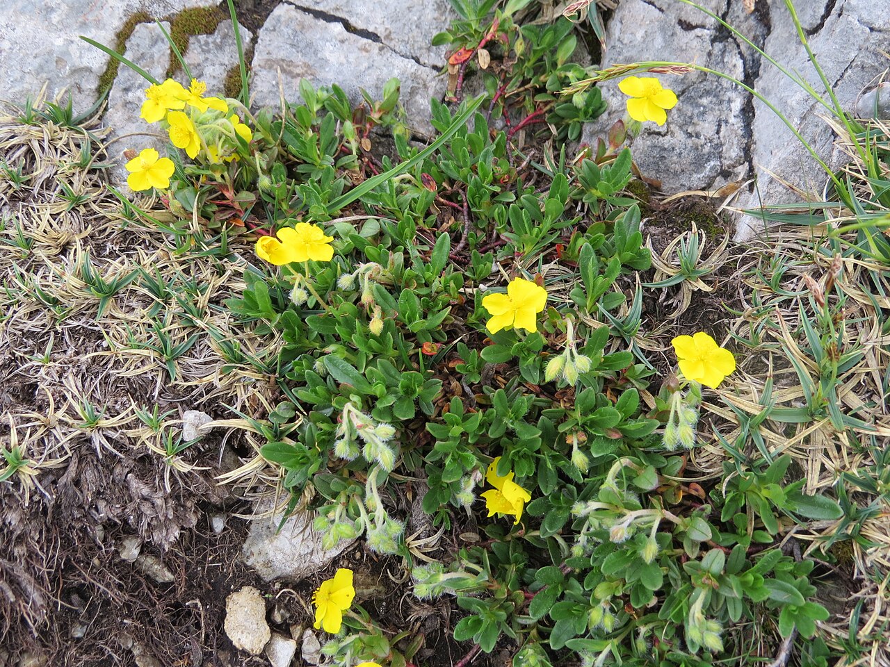 Helianthemum oelandicum
