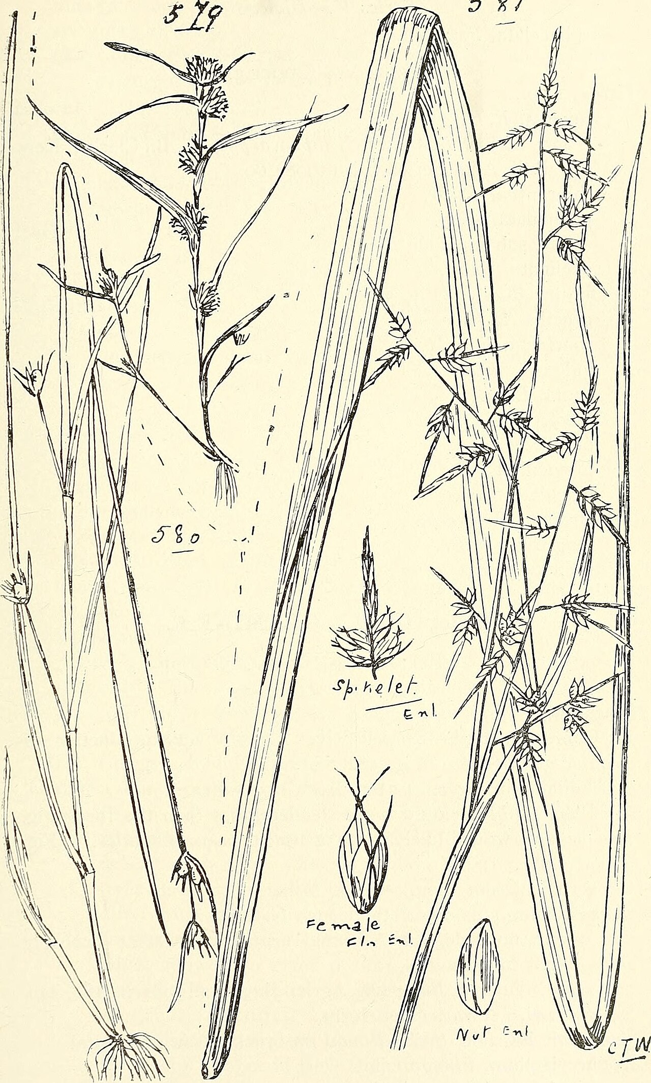 Scleria margaritifera