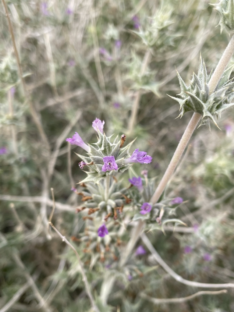 Salvia greatae