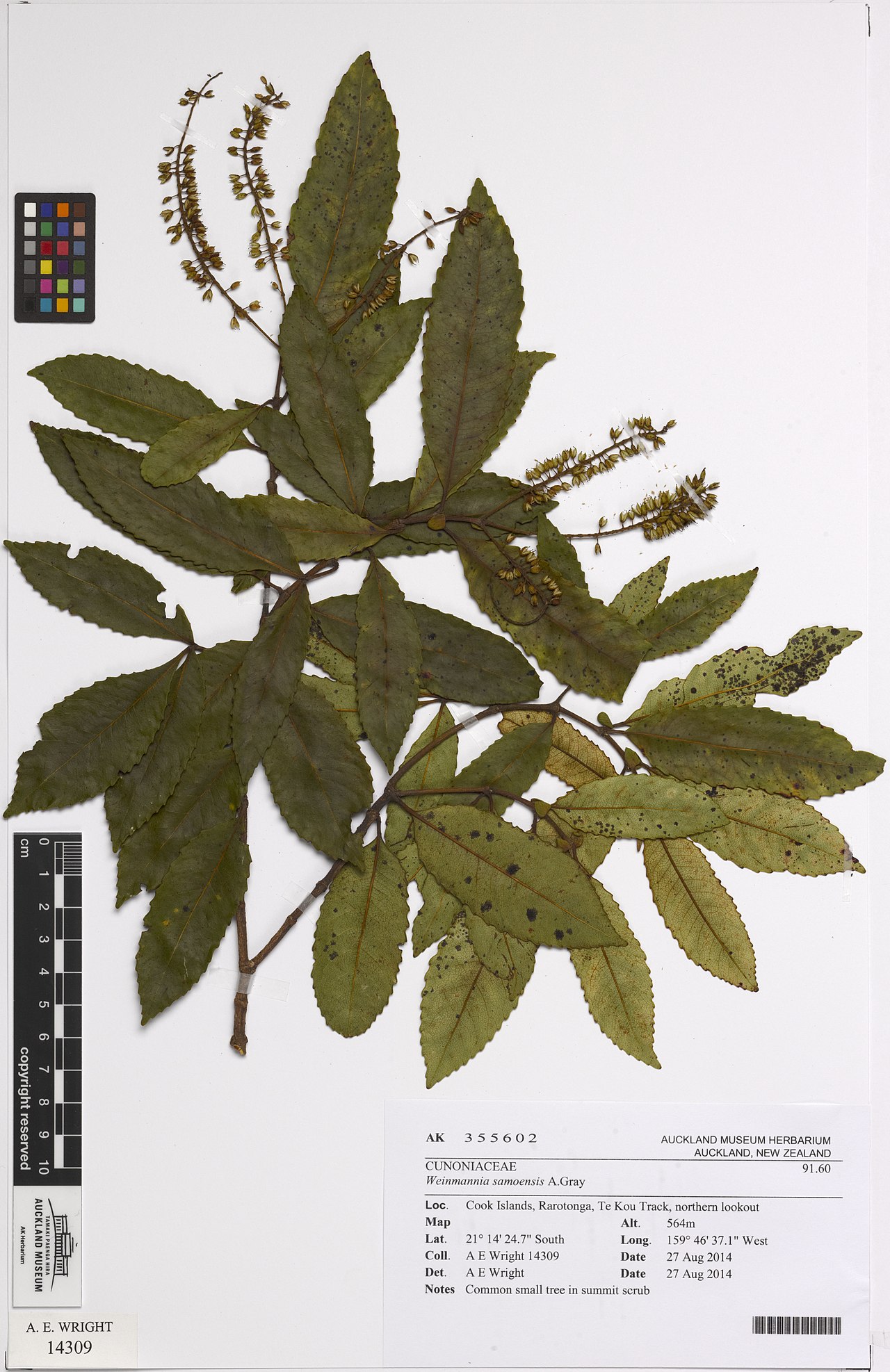 Pterophylla samoensis