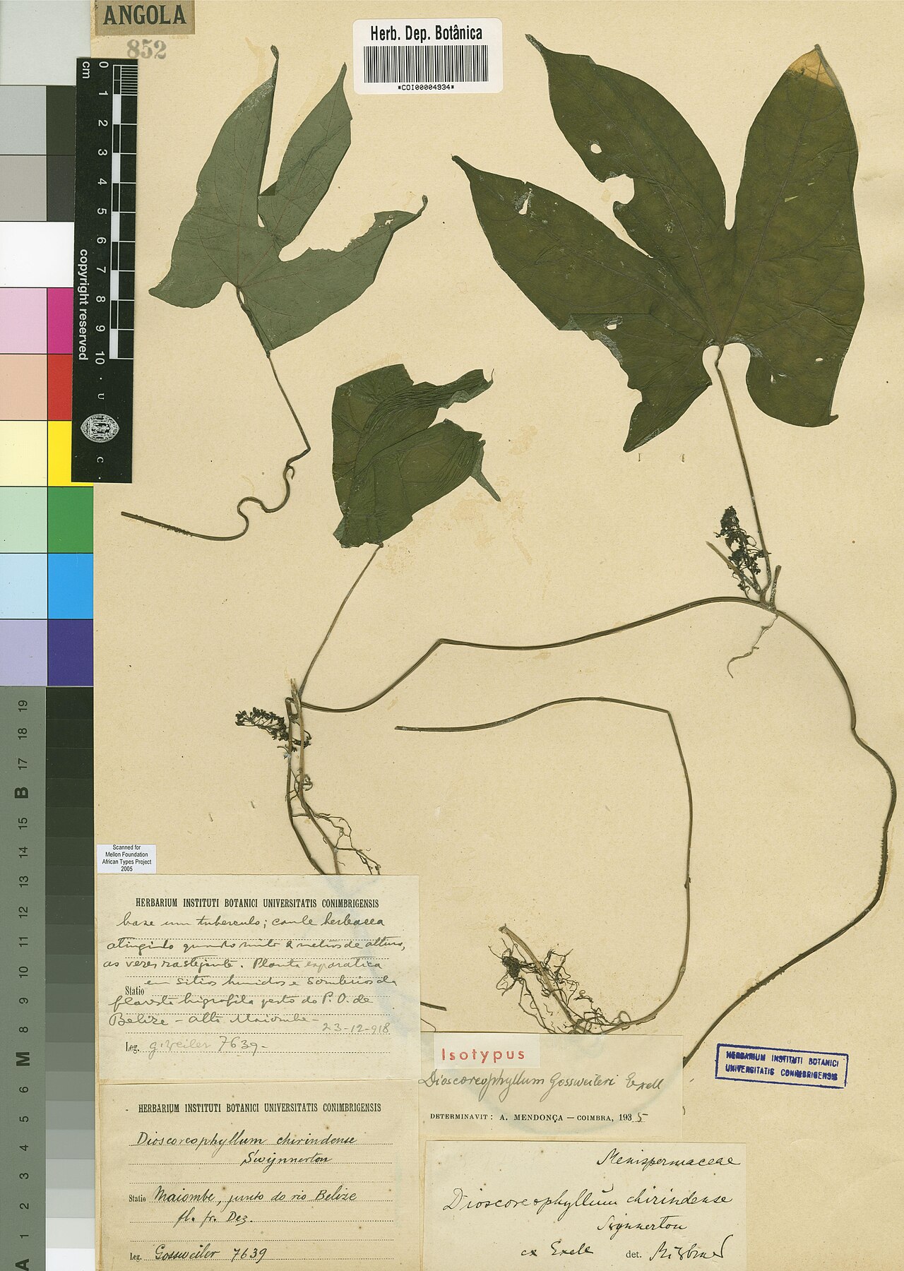 Dioscoreophyllum gossweileri