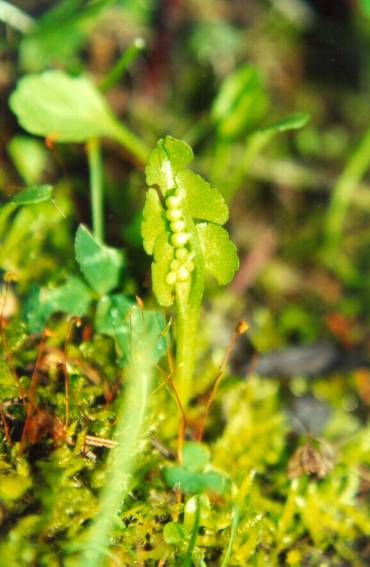 Botrychium crenulatum