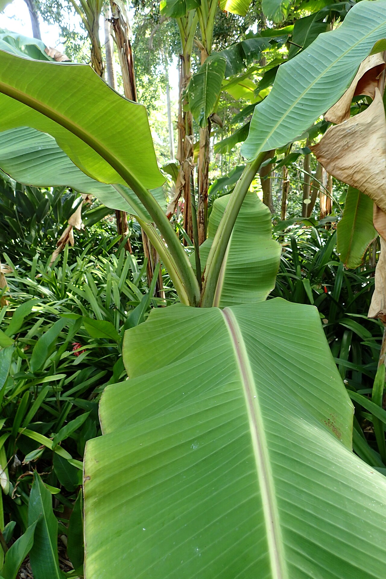 Musa balbisiana
