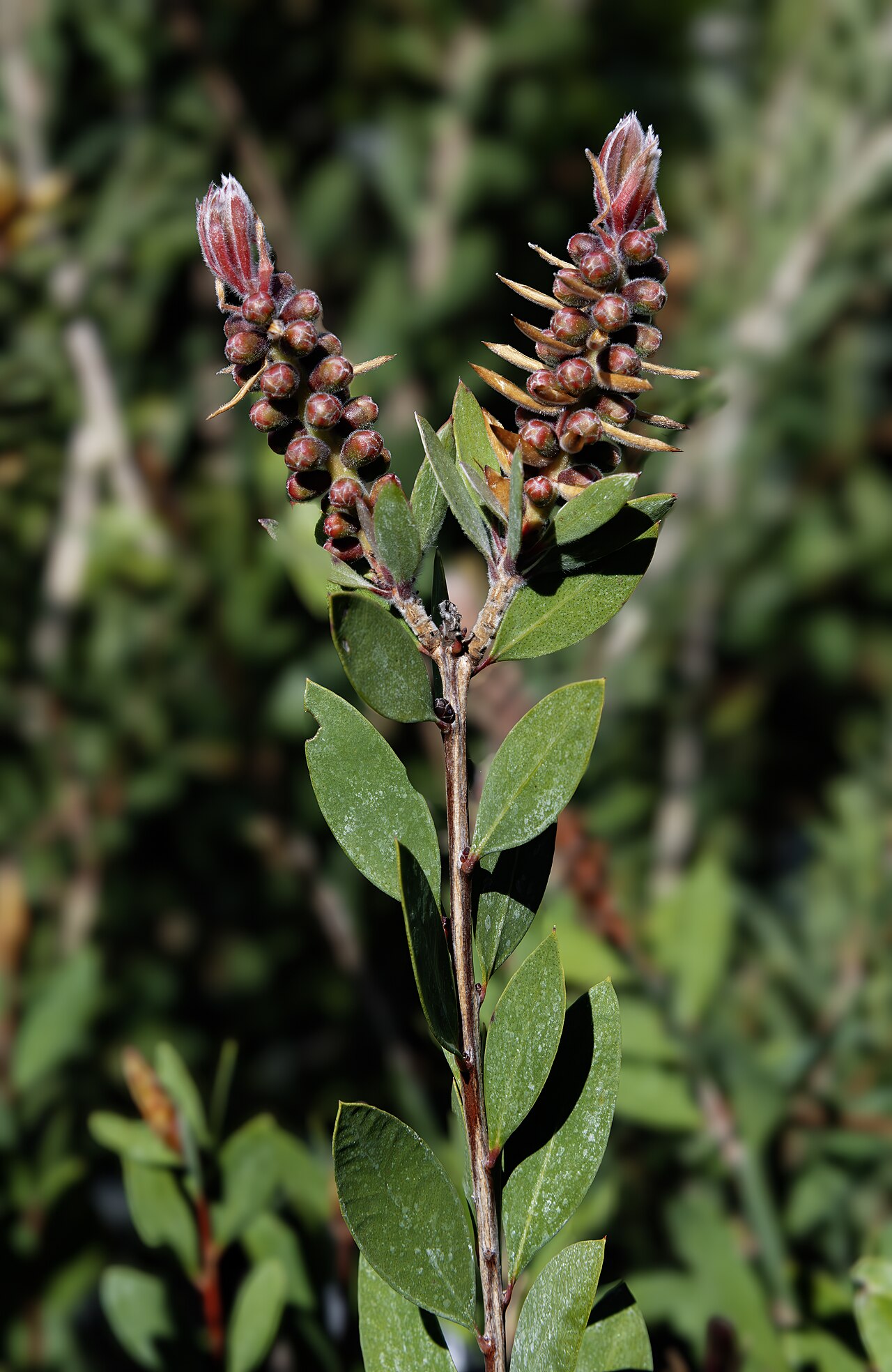Callistemon viminalis