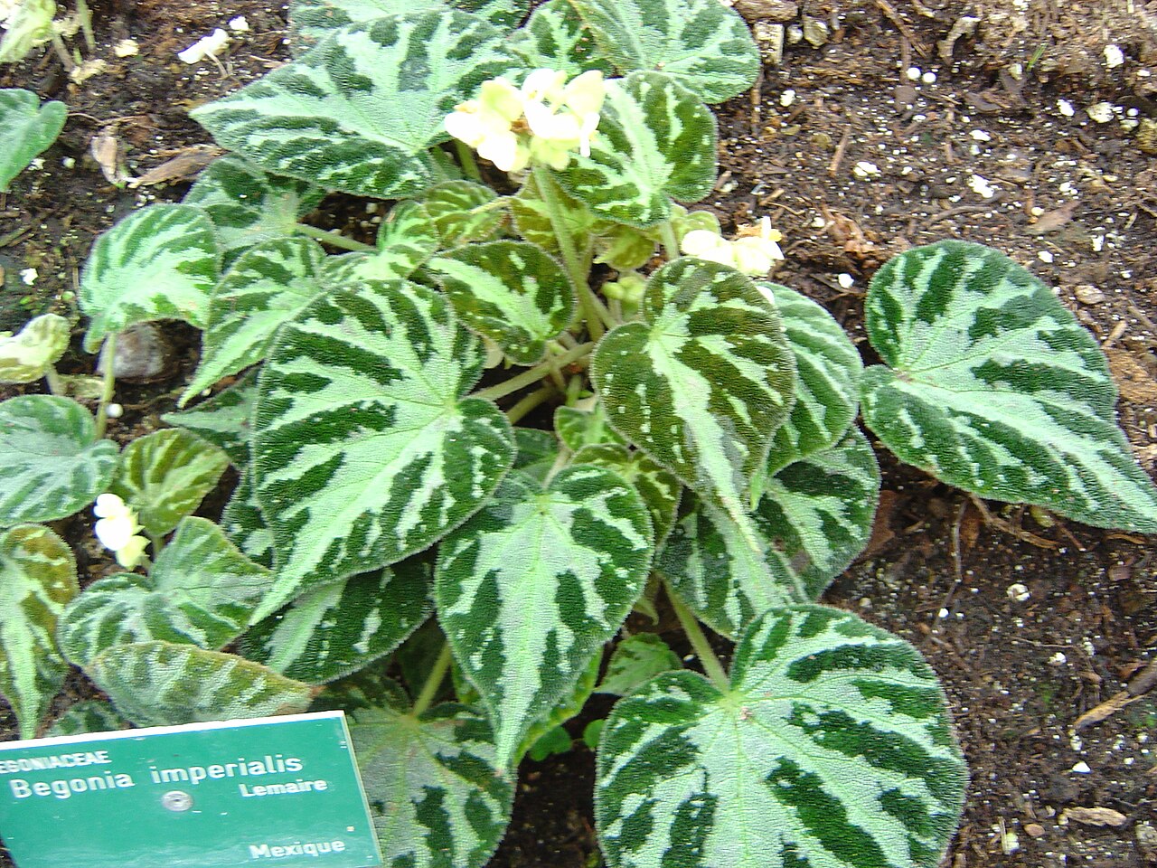 Begonia imperialis
