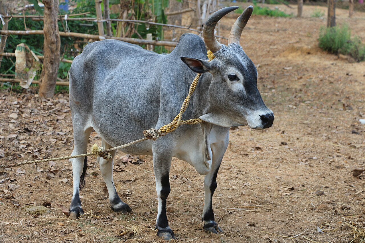 Kangeyam cattle