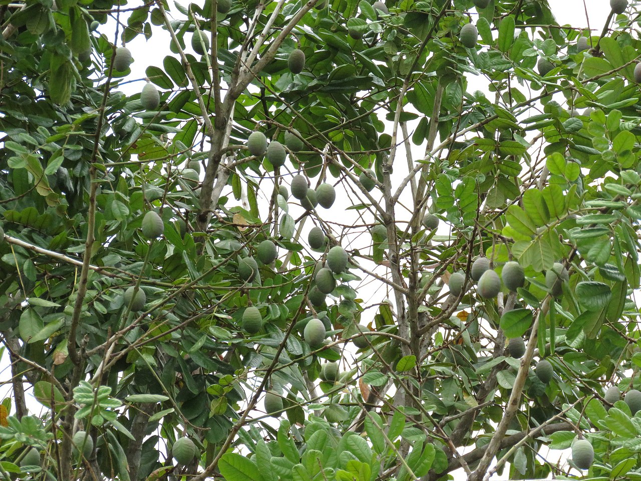 Andira galeottiana