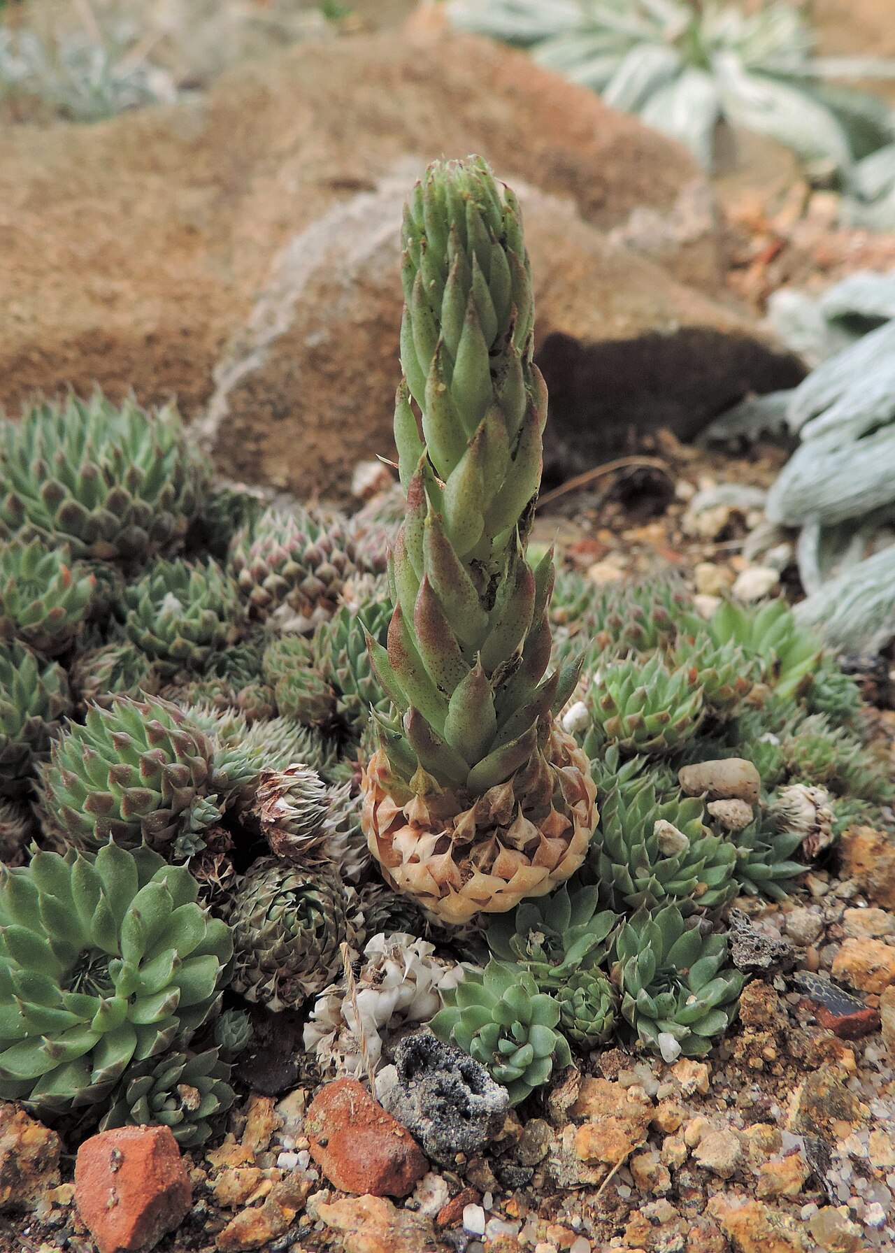 Orostachys thyrsiflora
