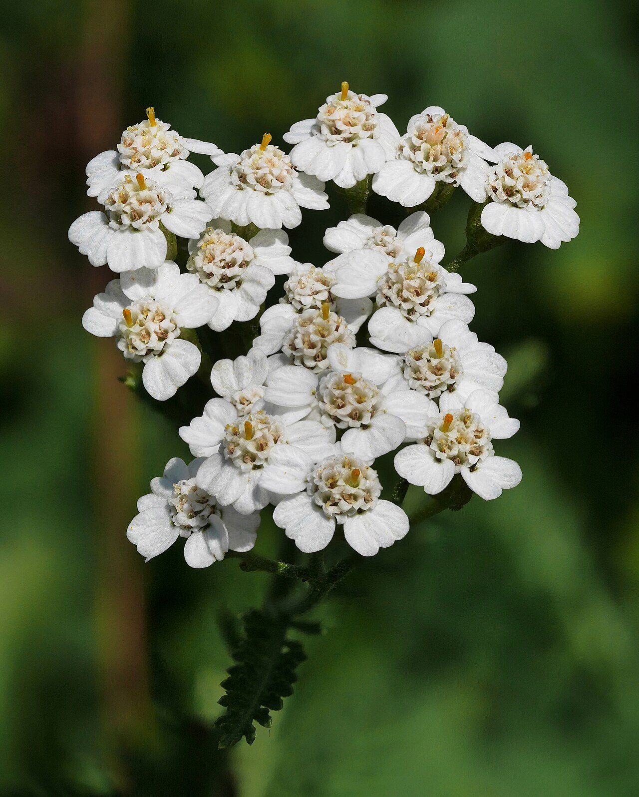 Yarrow or common yarrow