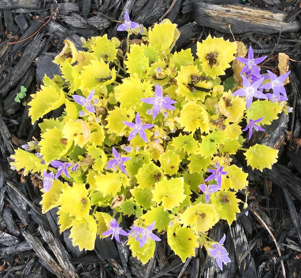Campanula garganica