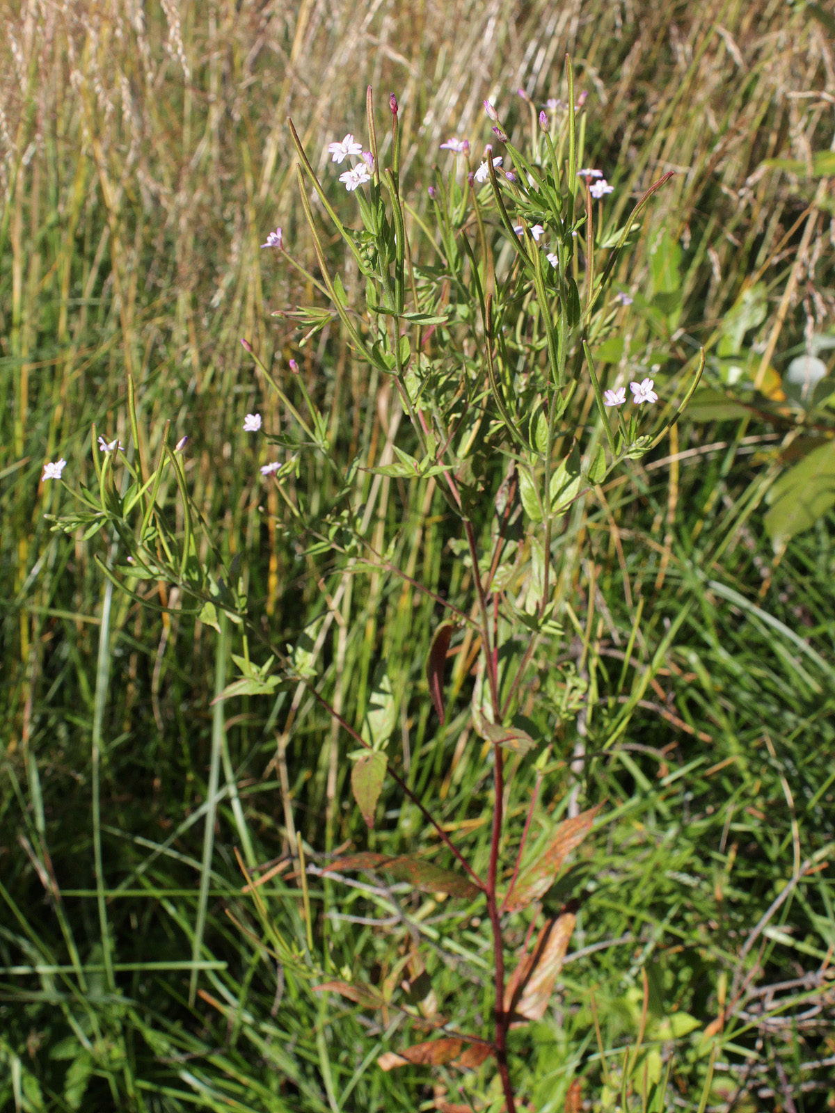 Epilobium adenocaulon