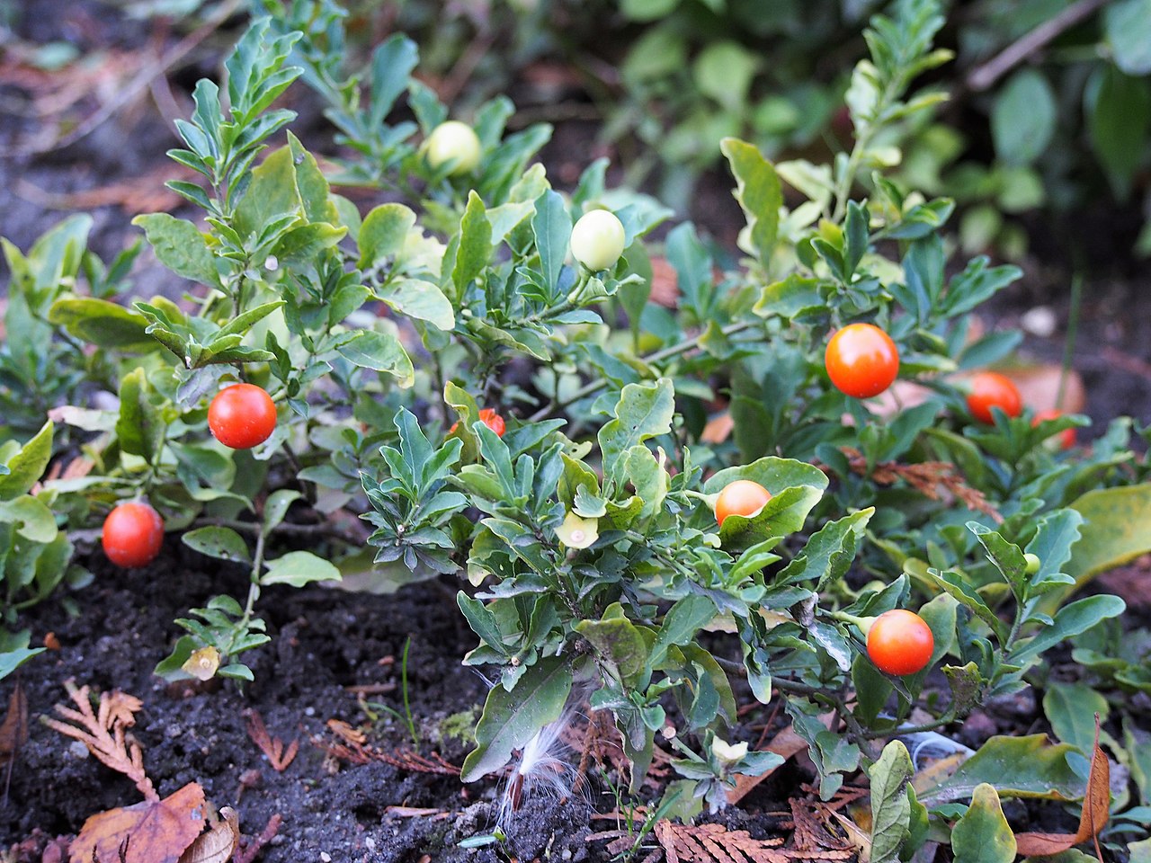 Solanum pseudocapsicum