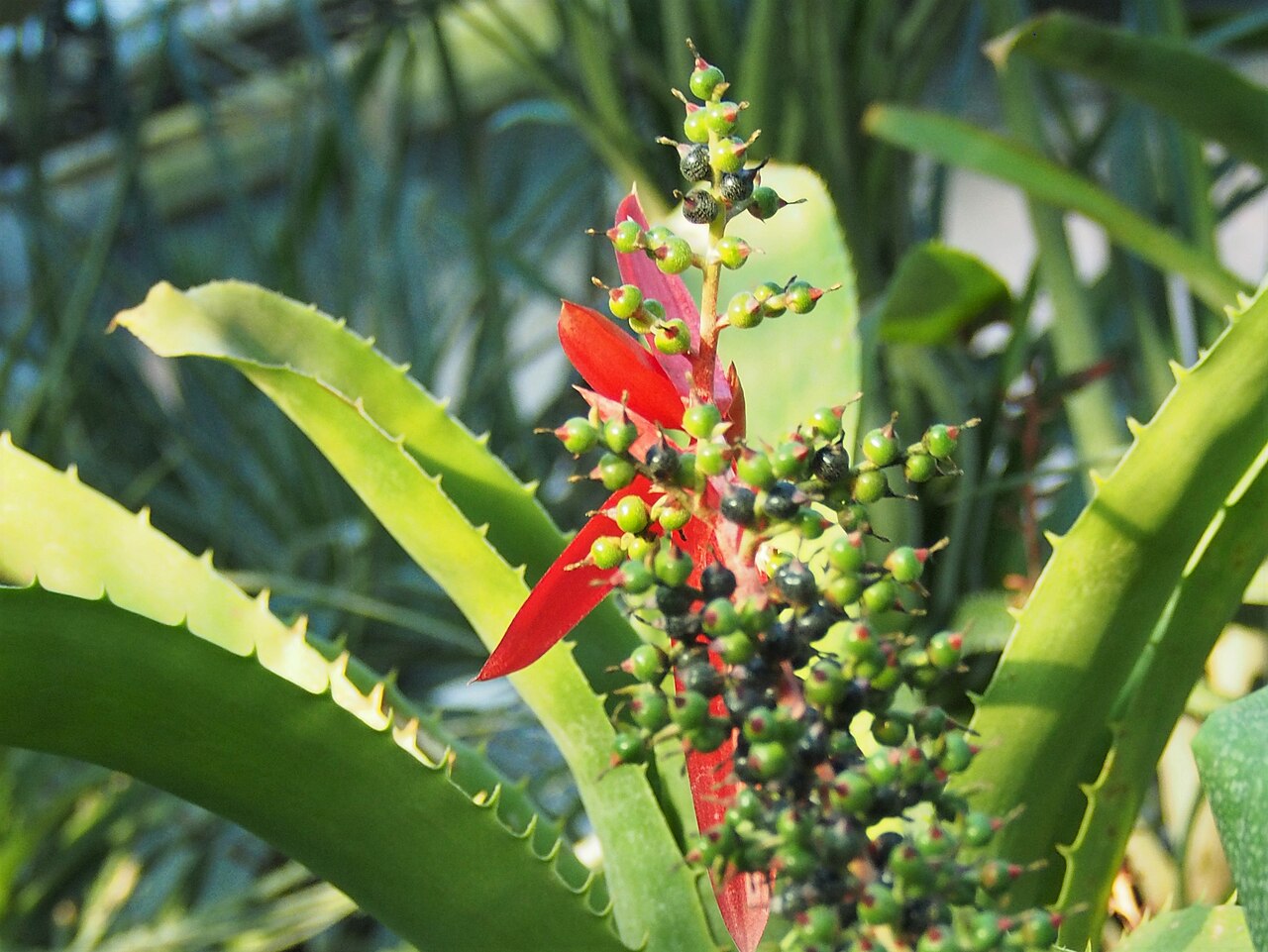 Aechmea sphaerocephala