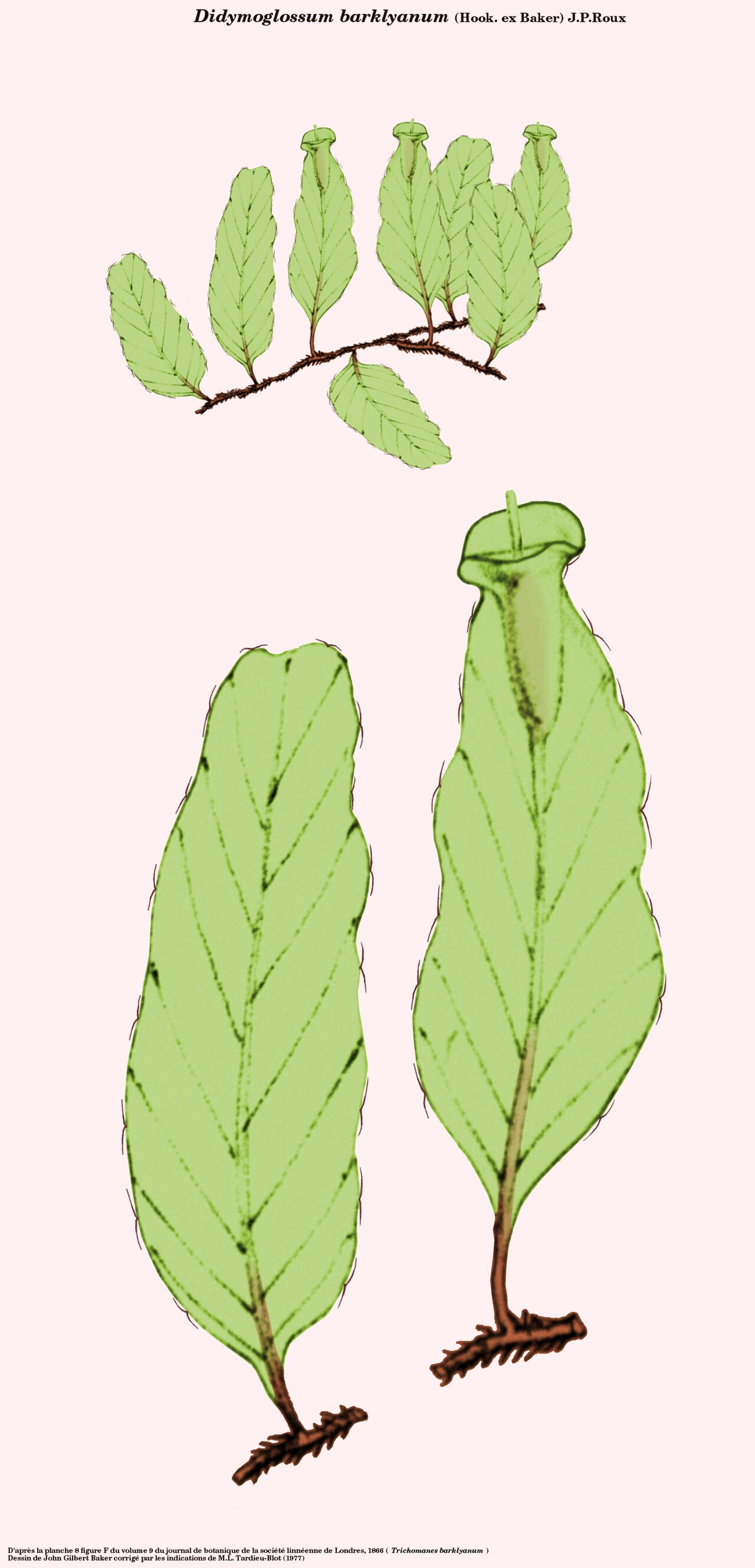 Didymoglossum barklyanum