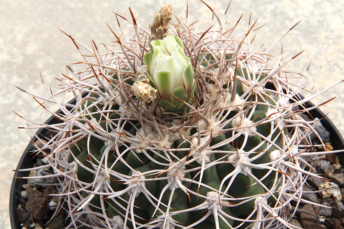Gymnocalycium valnicekianum