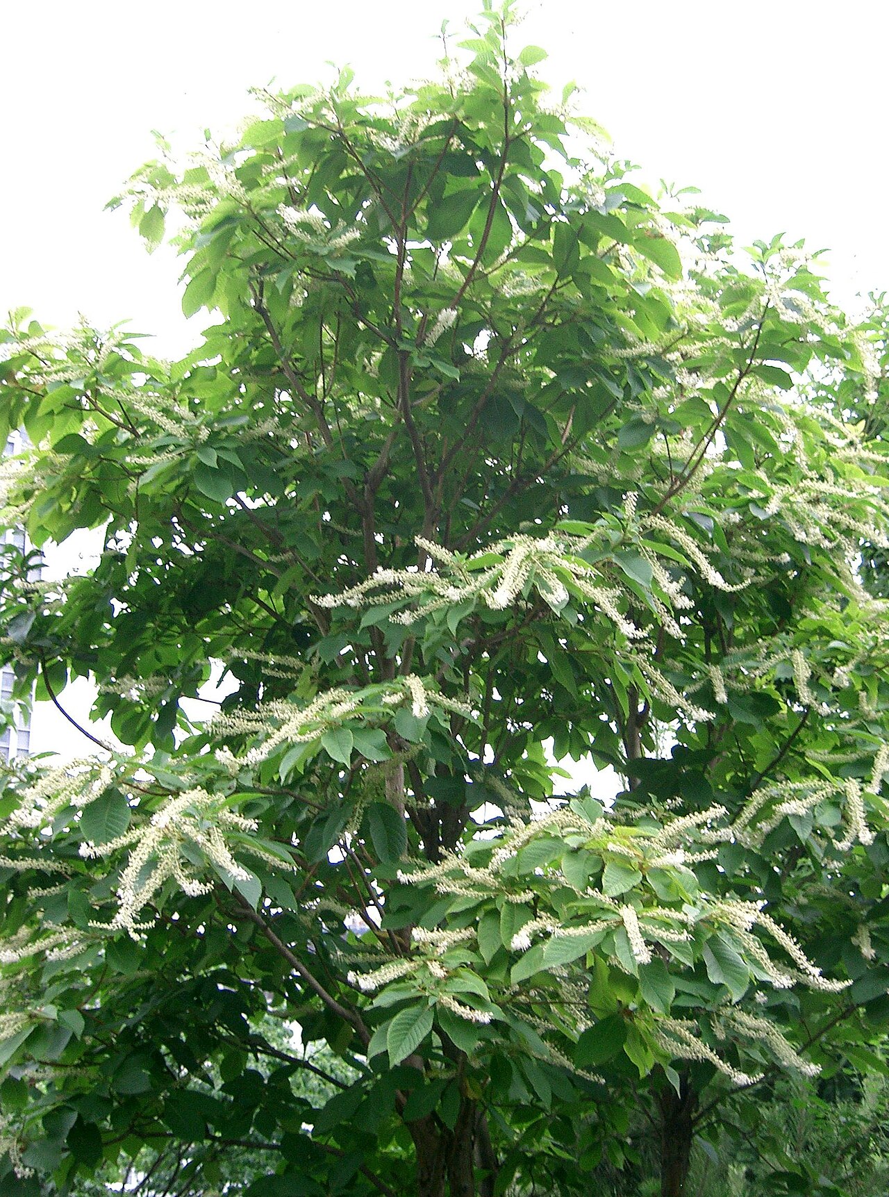 Clethra barbinervis