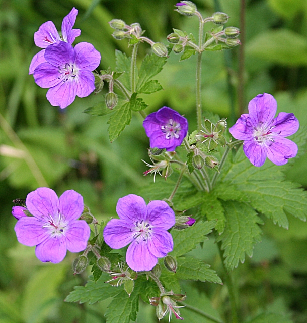 Geranium sylvaticum