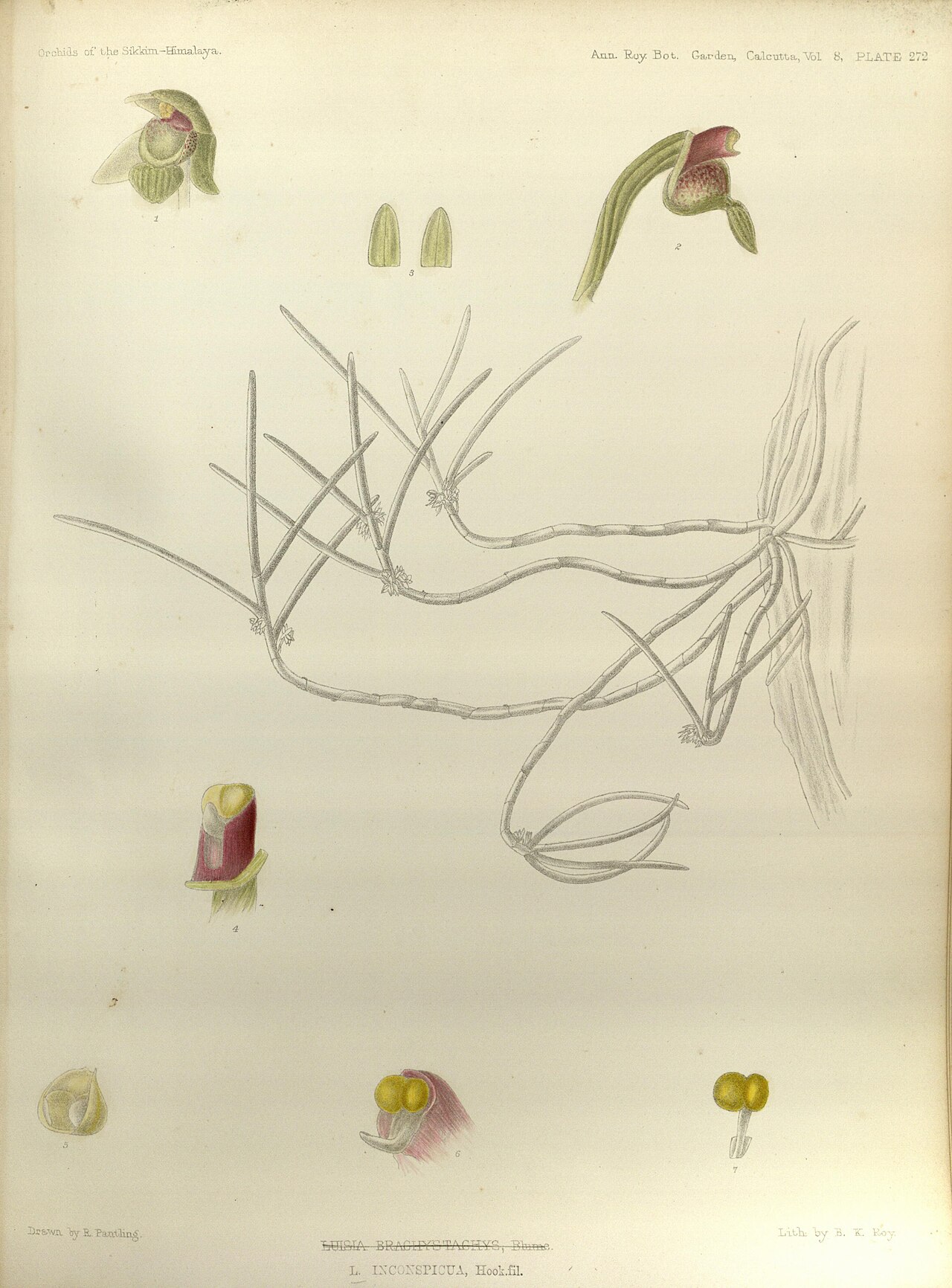 Gastrochilus inconspicuus