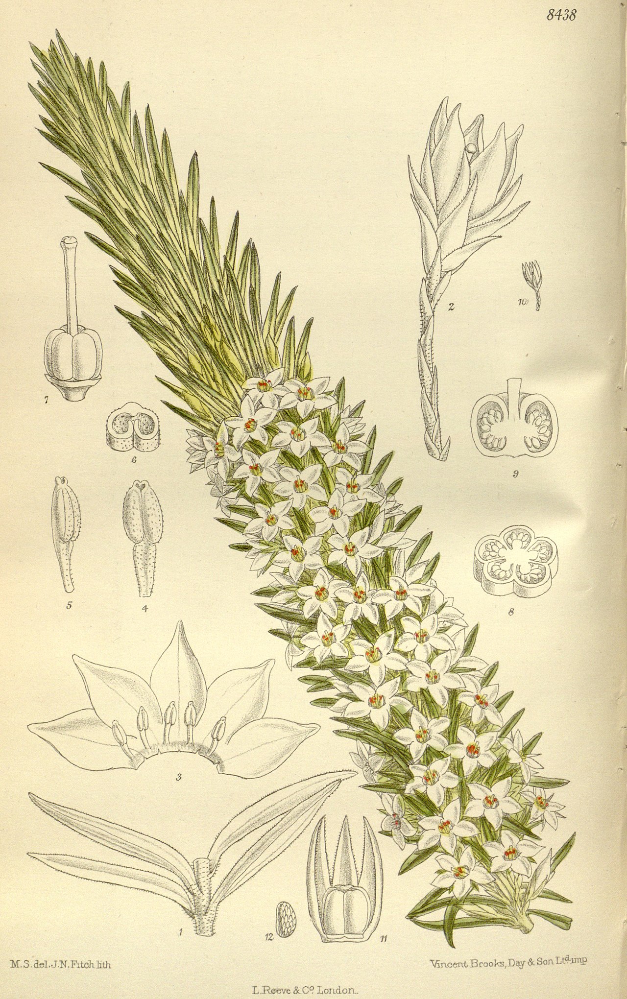 Epacris sprengelioides