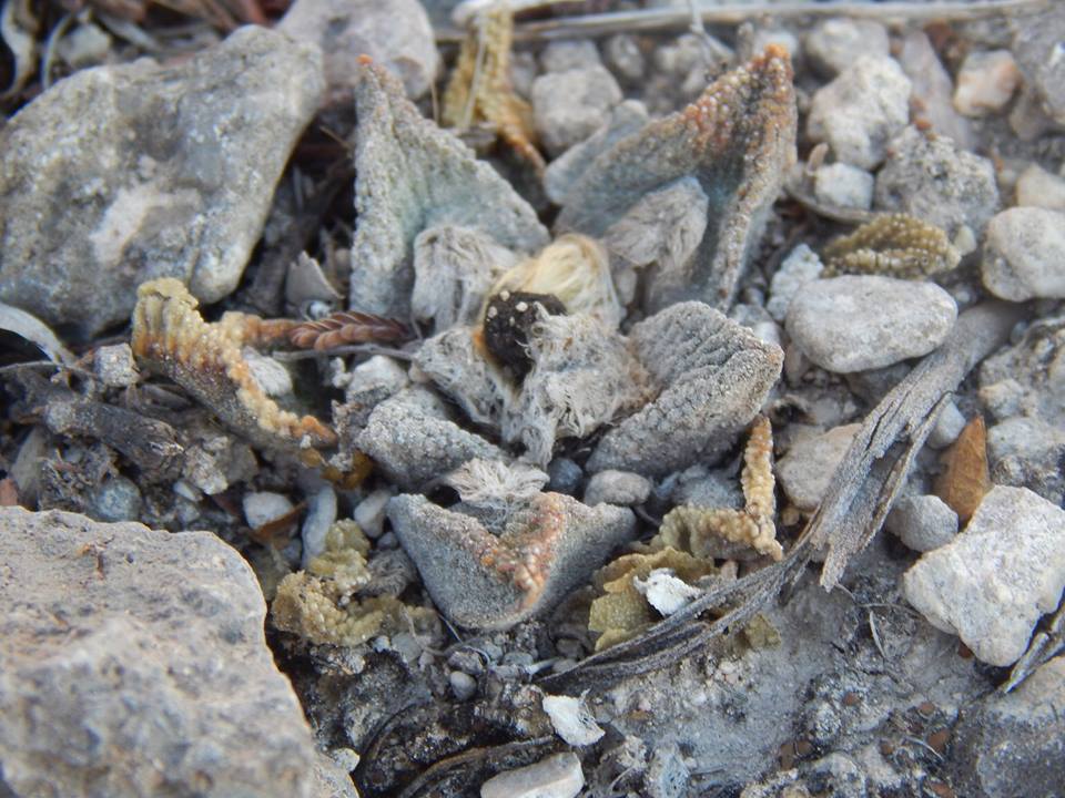 Ariocarpus bravoanus