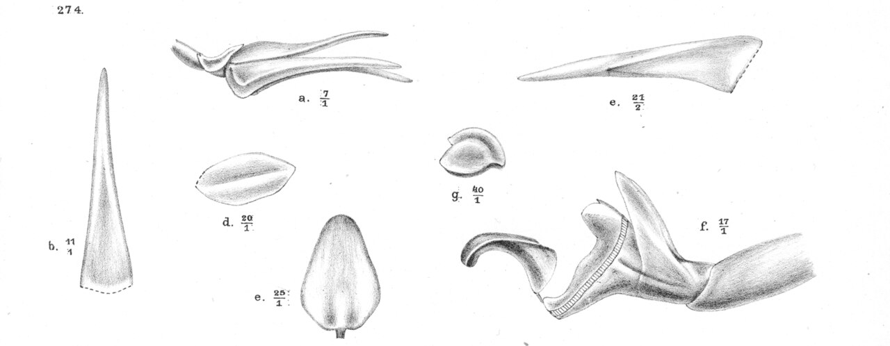 Bulbophyllum citrinilabre