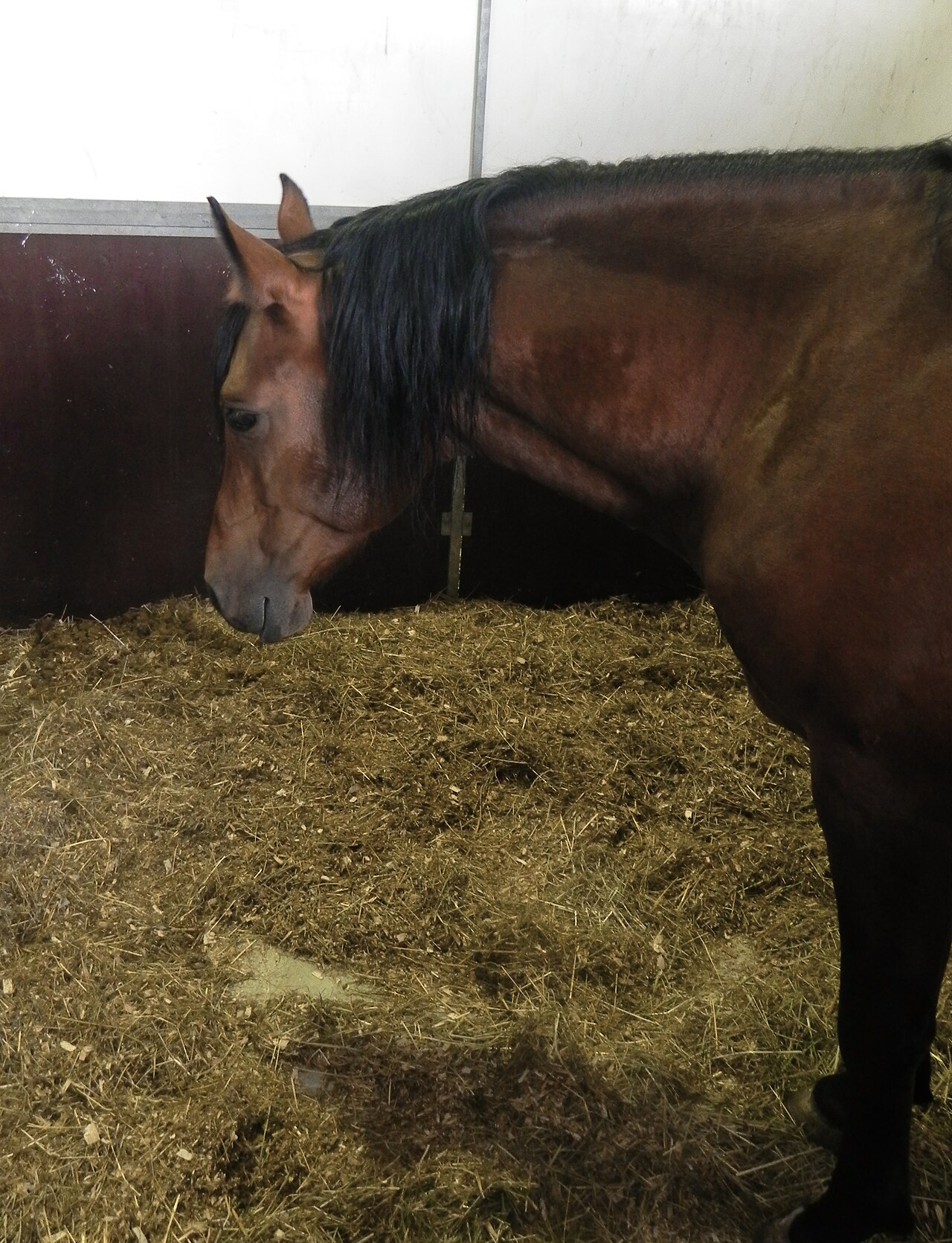 Cavallo Appenninico