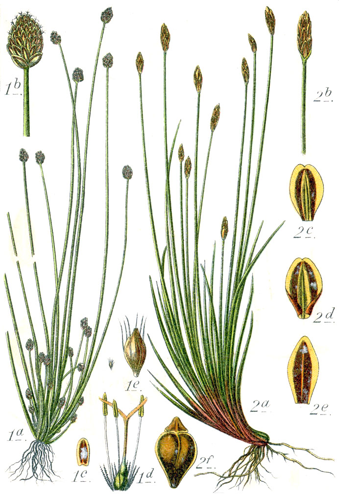 Eleocharis multicaulis