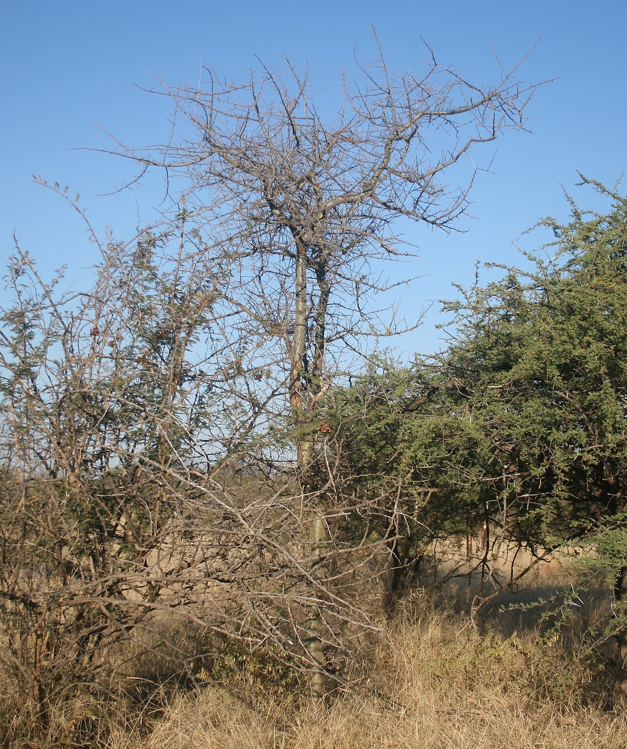 Commiphora glandulosa