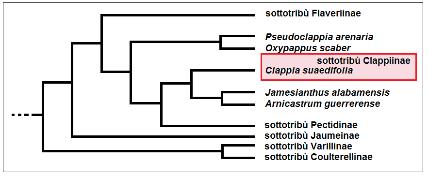 Clappia suaedifolia