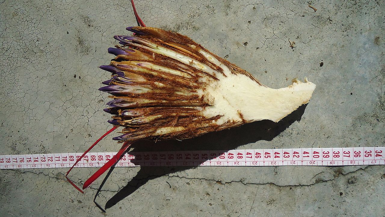 Bromelia unaensis