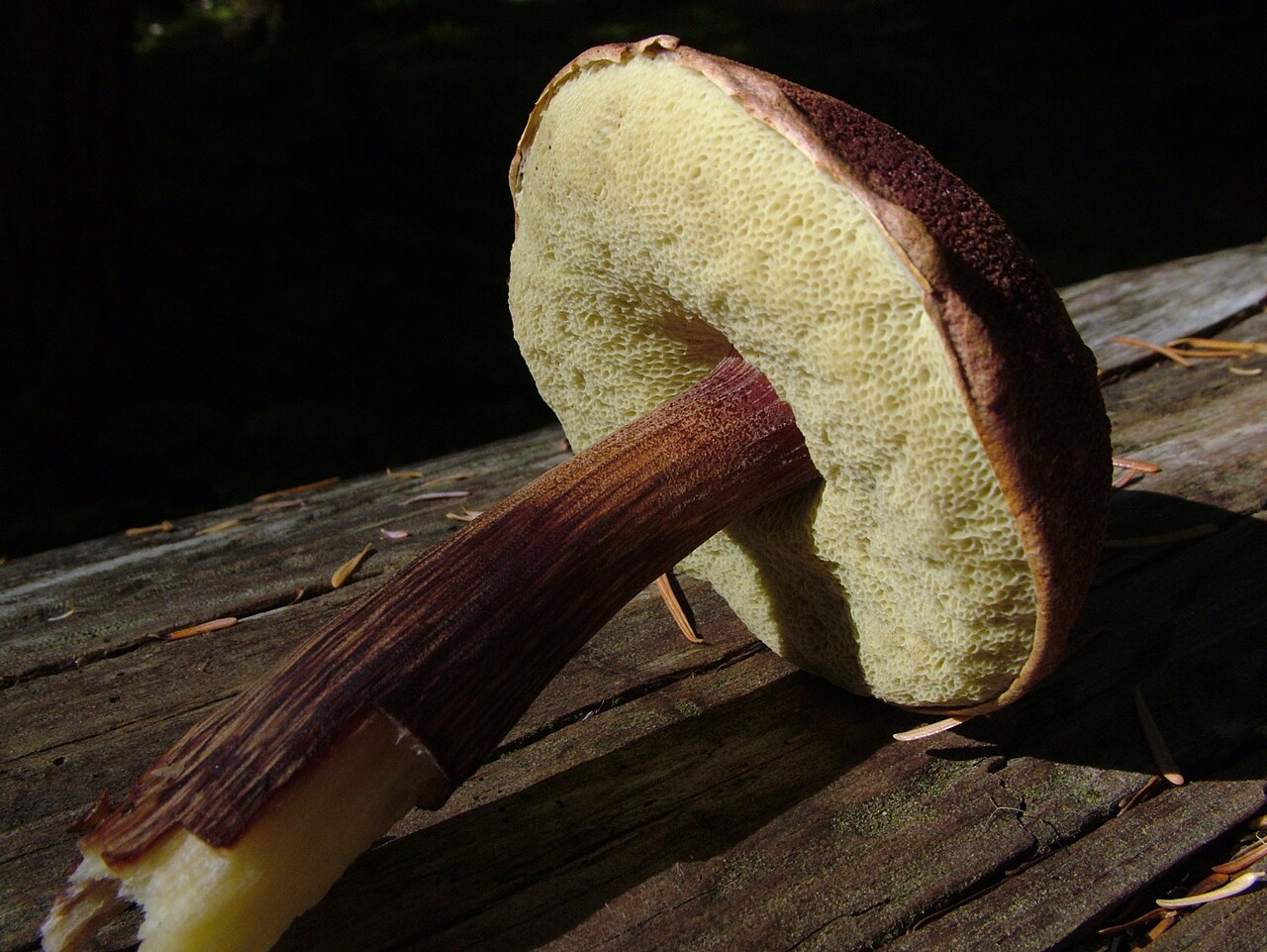 Boletellus mirabilis