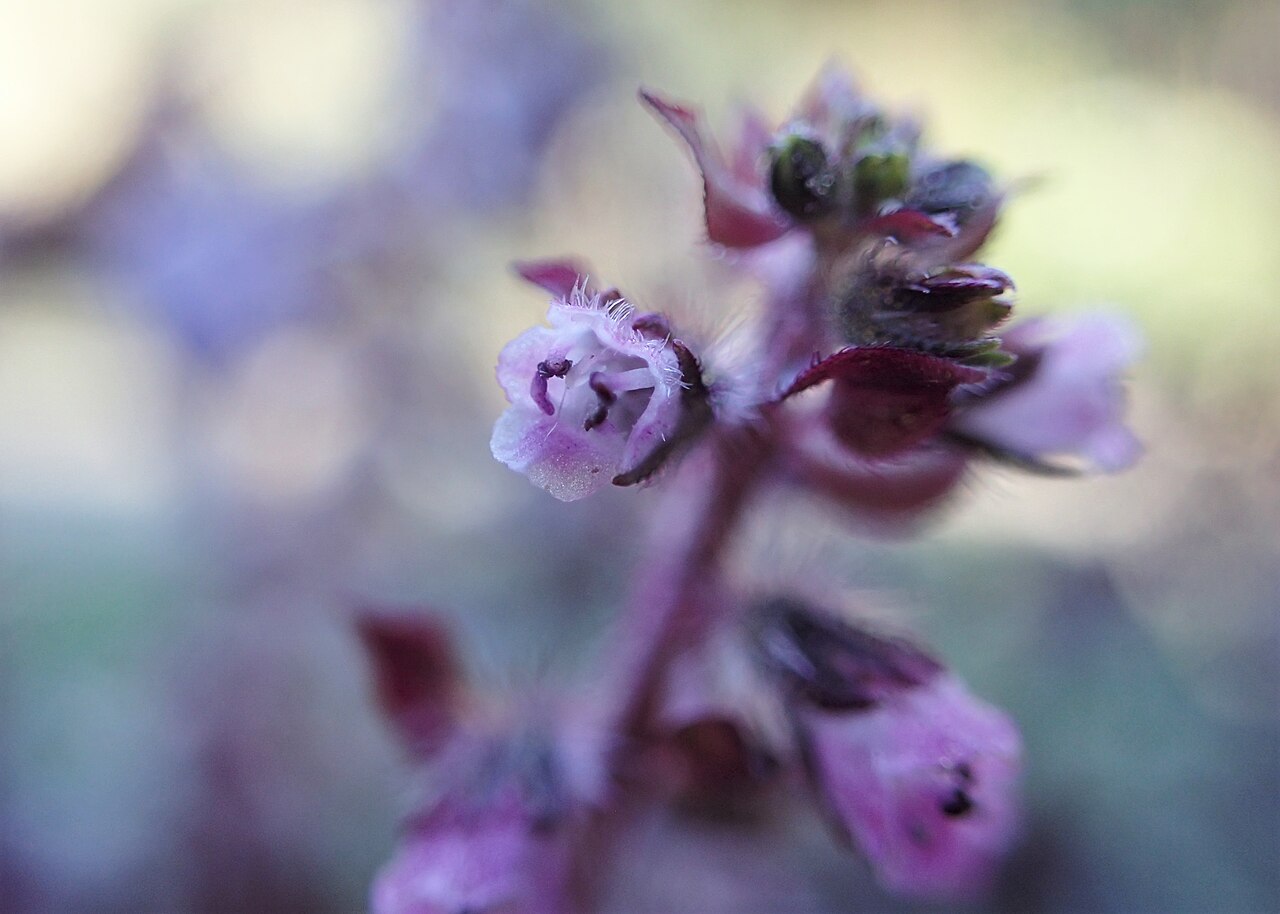 Perilla frutescens