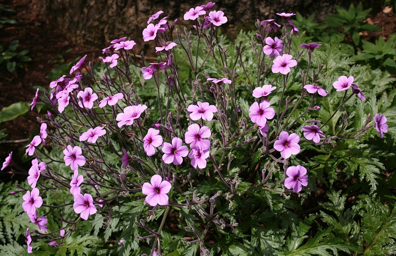 Giant herb-Robert or the Madeira cranesb