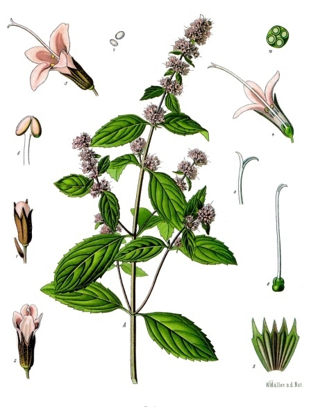 Mentha piperata