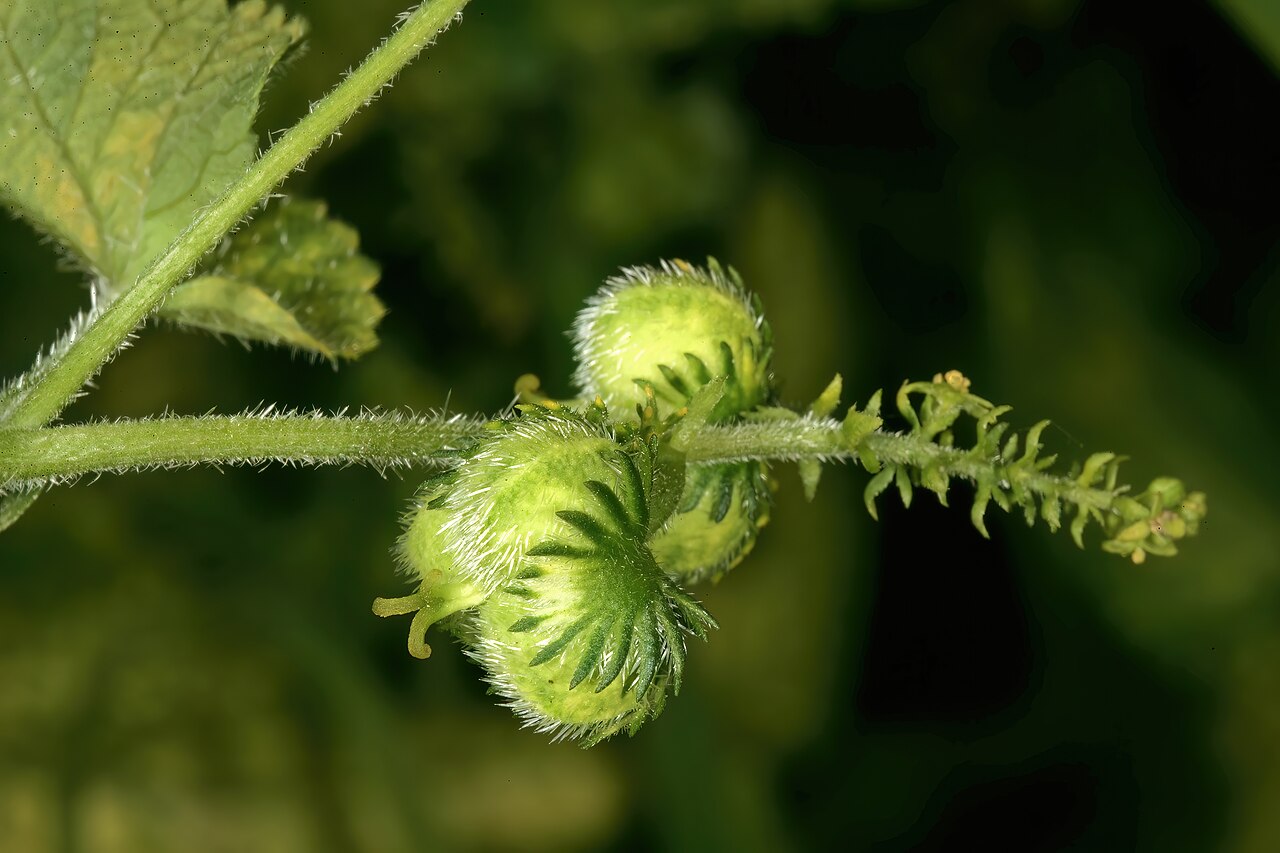 Tragia rupestris